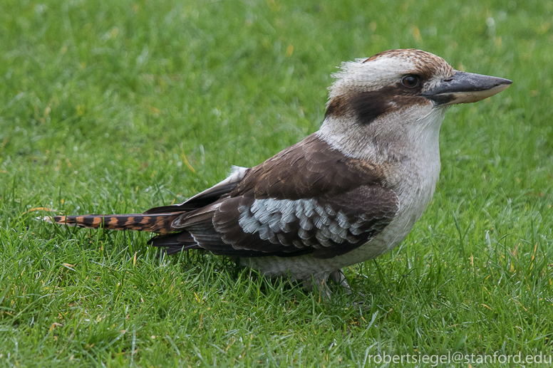 kookaburra